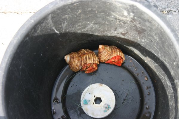 Hermit crabs great for racing or bait.